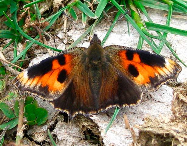 Aglais urticae (cold shock aberrant, live) (Internet Image property of respective owner, non-commercial use only)